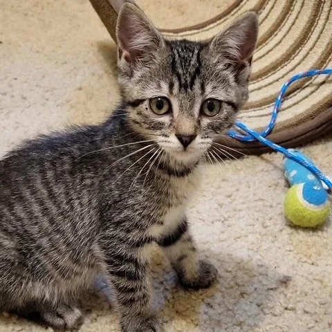 A baby medium-sized female Tabby (Brown / Chocolate) Domestic Short Hair cat named Jenny for adoption in Cranston, RI