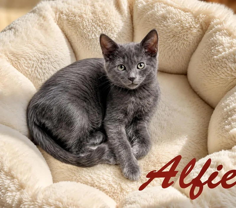 A baby medium-sized male Gray / Blue / Silver Domestic Short Hair cat named Alfie  Willow Grove for adoption in Greenville, DE
