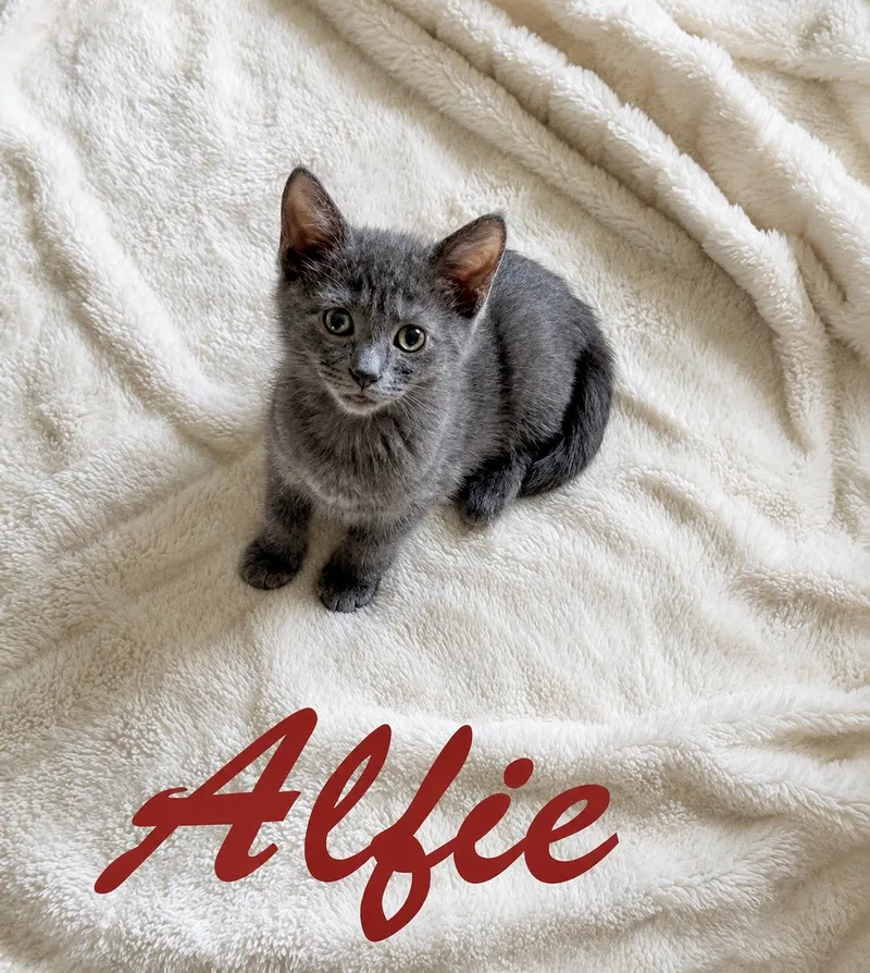 Alfie  Willow Grove thumbnail 2
