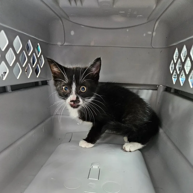 A baby small-sized female Black Domestic Medium Hair cat named Gara for adoption in Lake Jackson, TX