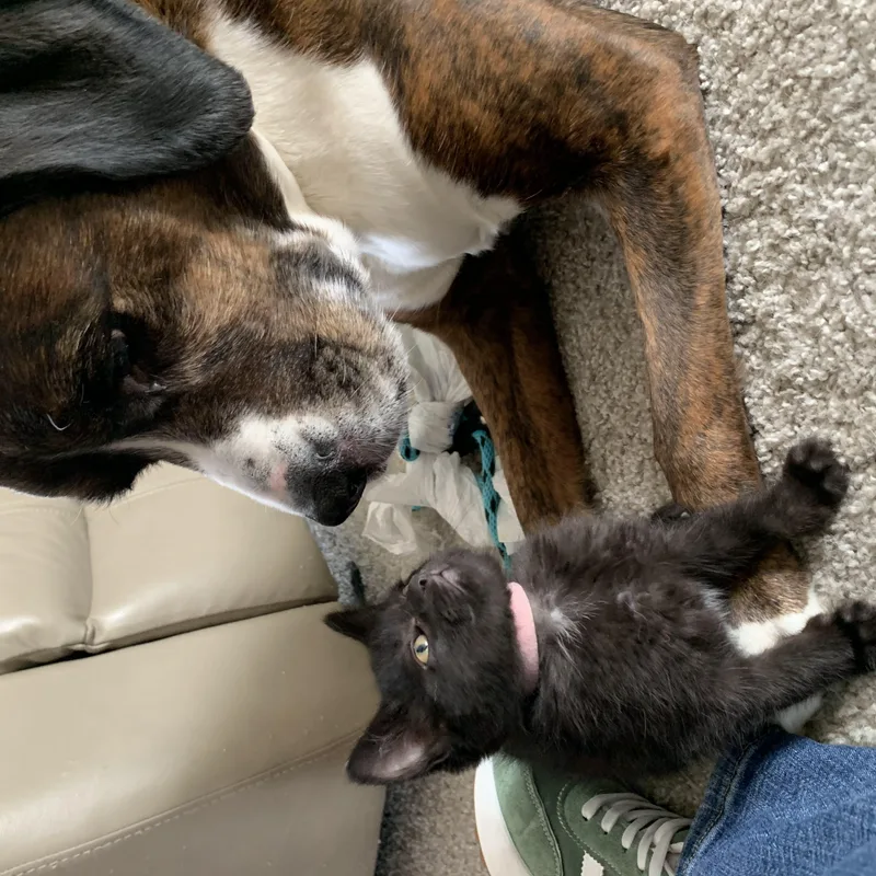 A baby medium-sized female Black Domestic Short Hair cat named Dr. Pepper Zero for adoption in Royal Oak, MI