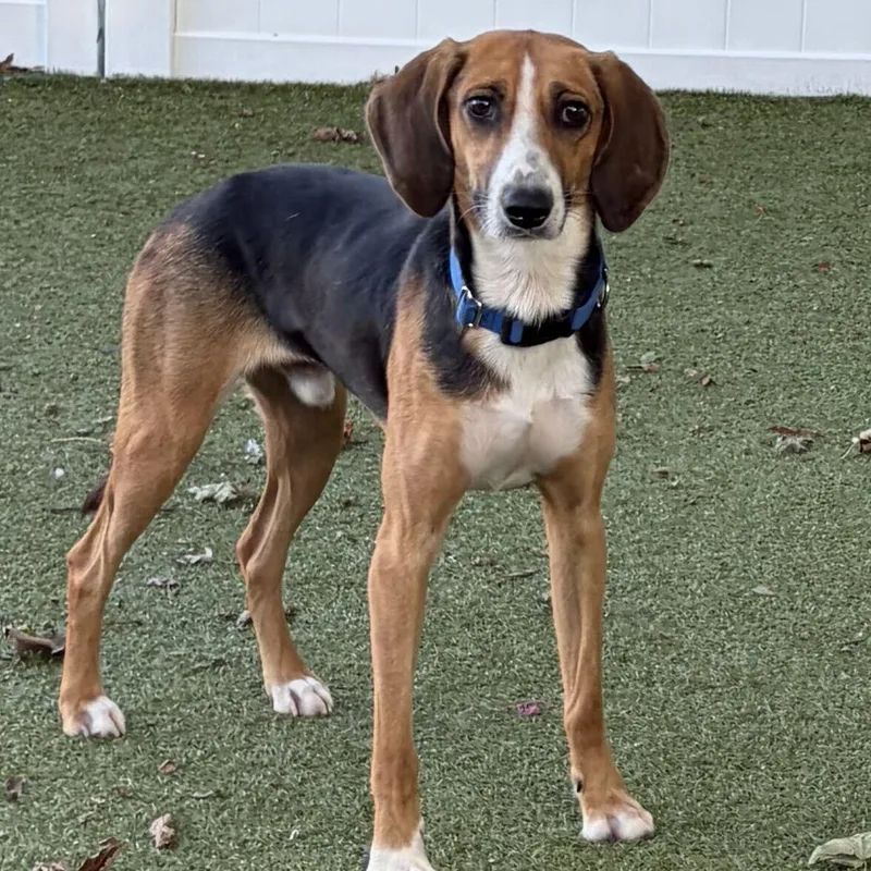 An adult medium-sized male Treeing Walker Coonhound dog named Buster for adoption in New Bedford, MA