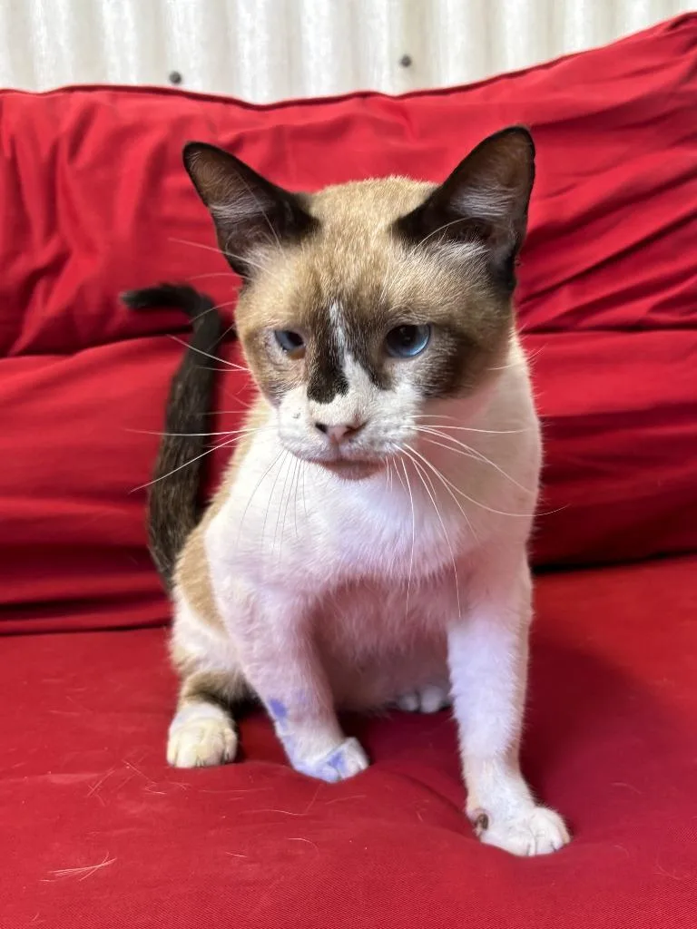 A young medium-sized male Siamese cat named Poppy for adoption in Luling, TX