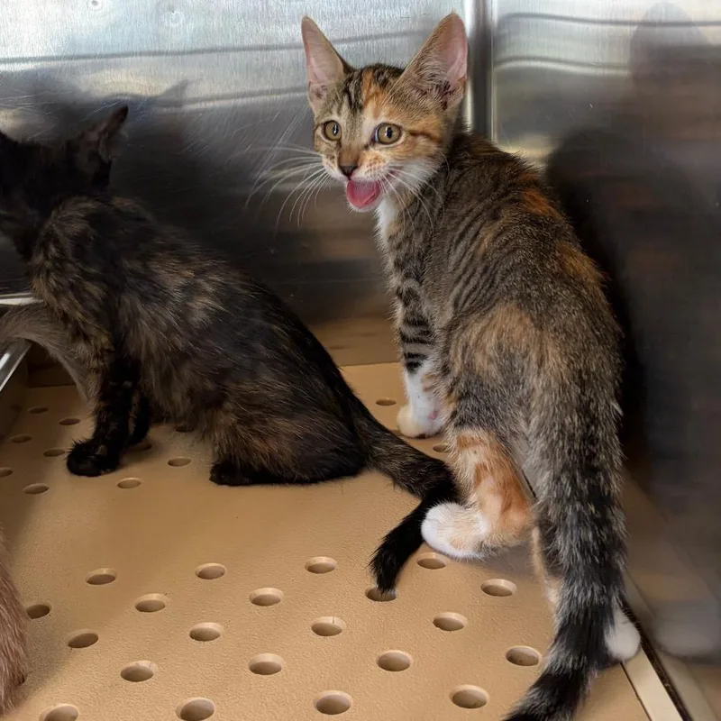 A baby small-sized female Brown / Chocolate Domestic Short Hair cat named Cinna for adoption in Edinburg, TX