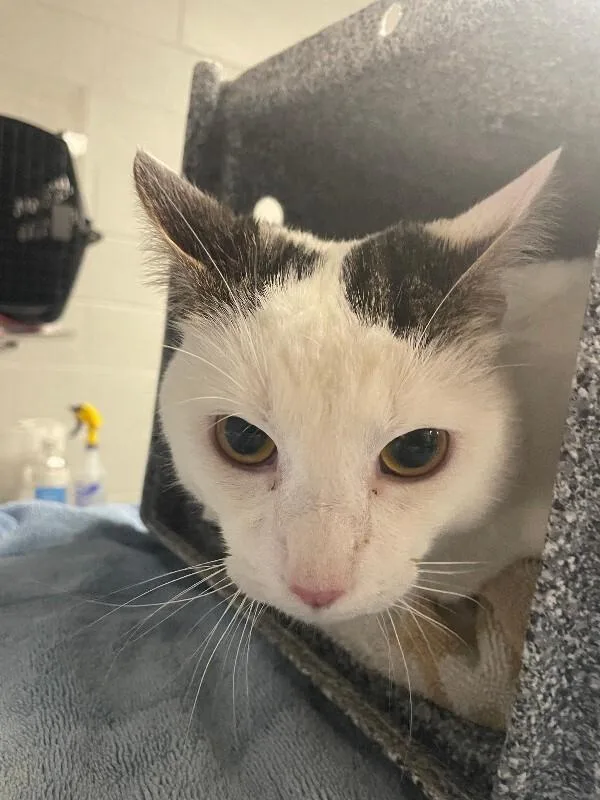 An adult medium-sized male Domestic Short Hair cat named Solstice for adoption in Cincinnati, OH
