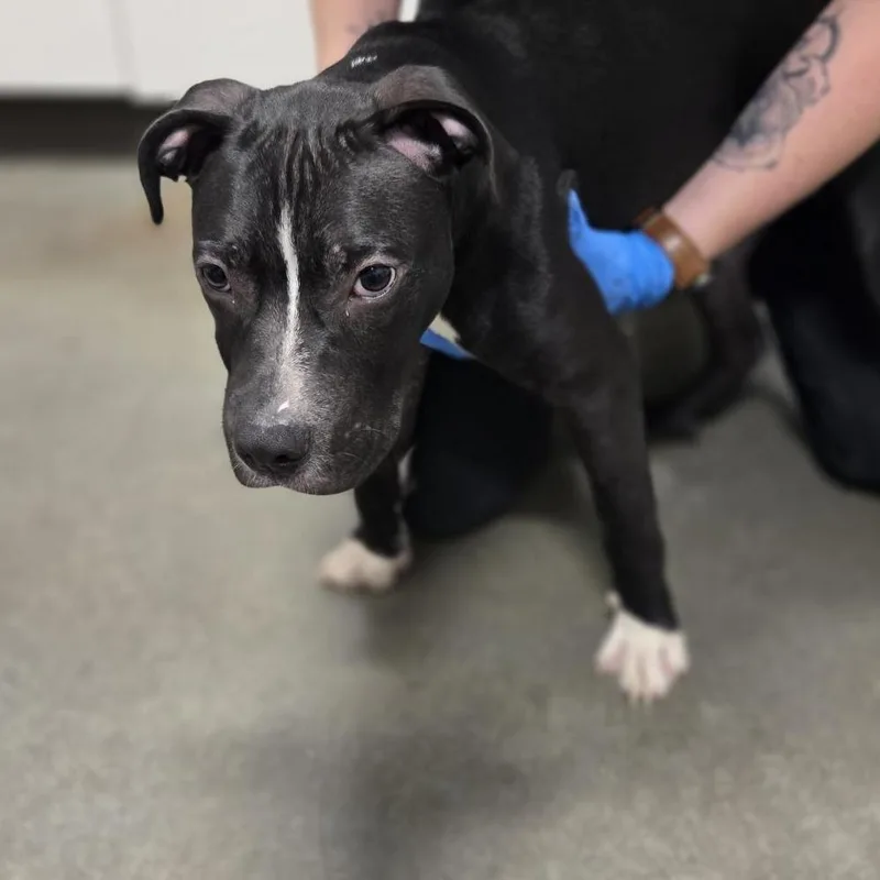 A young medium-sized male Black Mixed Breed dog named SICStray for adoption in Washington Township, OH
