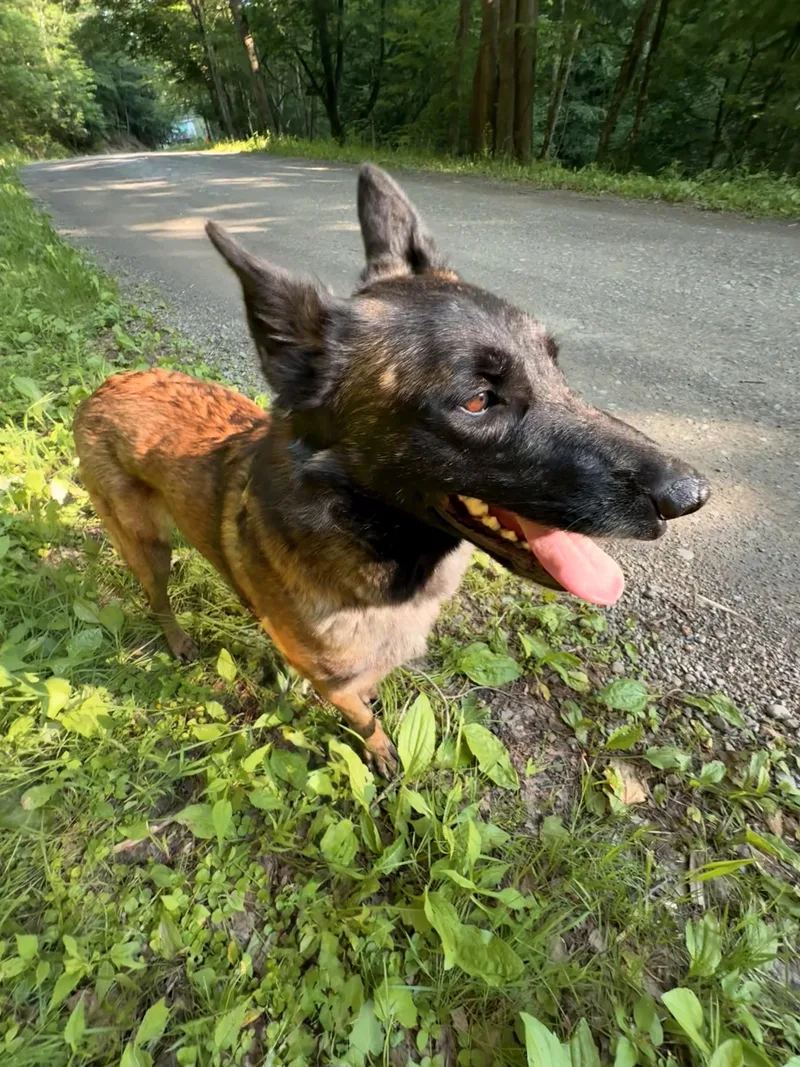 An adult medium-sized female Brown / Chocolate Belgian Shepherd / Malinois dog named Razel for adoption in Milford, NY