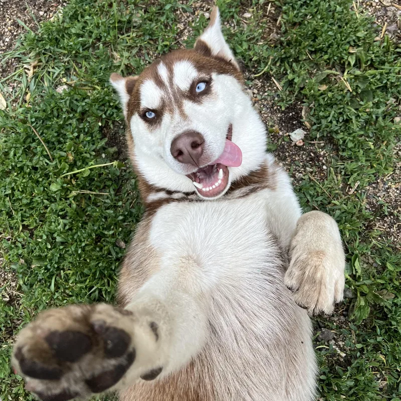 A young medium-sized male Brown / Chocolate Husky dog named Niko for adoption in Fairmont, MN