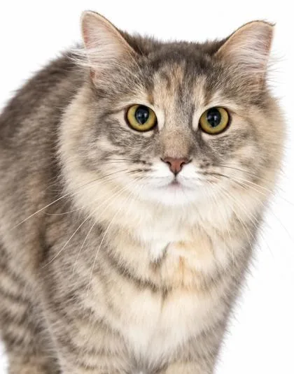 A young small-sized female Domestic Short Hair cat named Nala for adoption in Bowling Green, KY