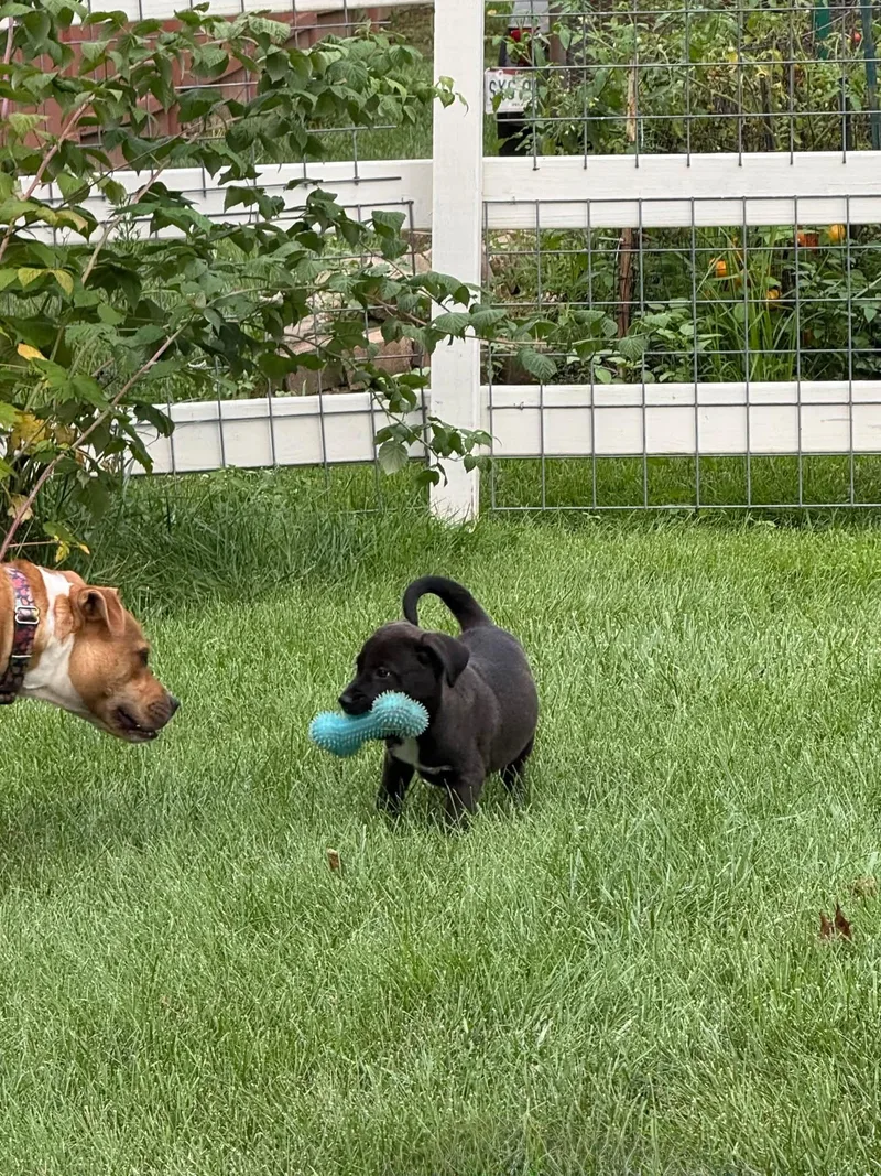A baby medium-sized male Black Pit Bull Terrier dog named Coal for adoption in Lewis Center, OH