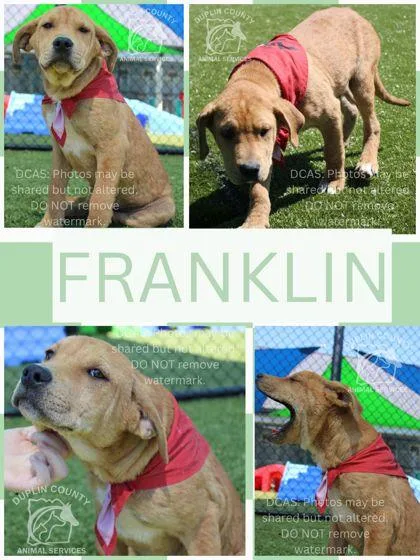 A baby medium-sized male American Staffordshire Terrier dog named Franklin for adoption in Kenansville, NC