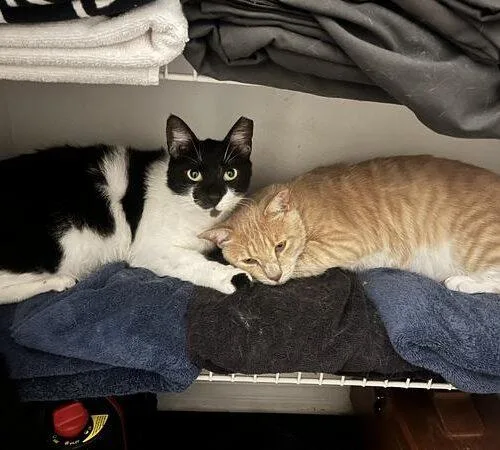 A young large-sized female Domestic Short Hair cat named Spot the Brat for adoption in Tampa, FL