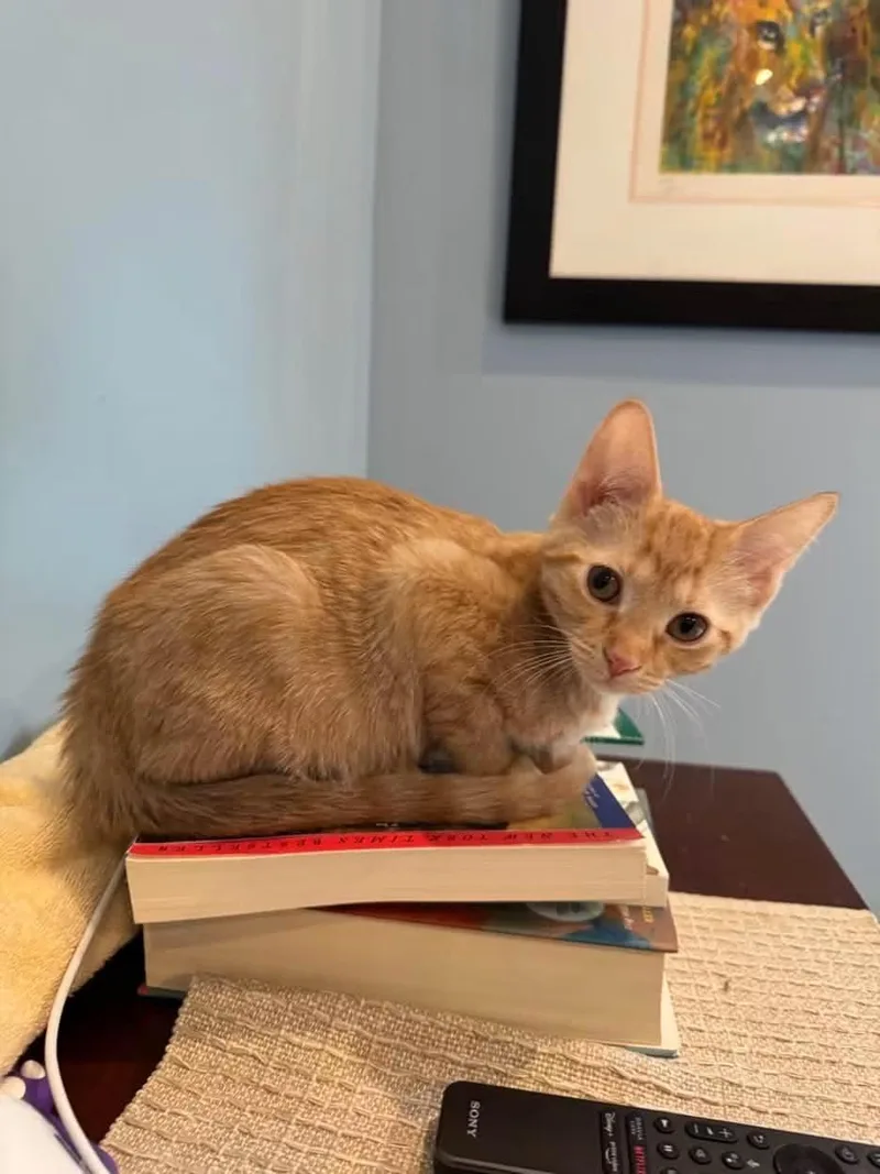 A baby medium-sized female Domestic Short Hair cat named Rosie for adoption in Crystal Lake, IL