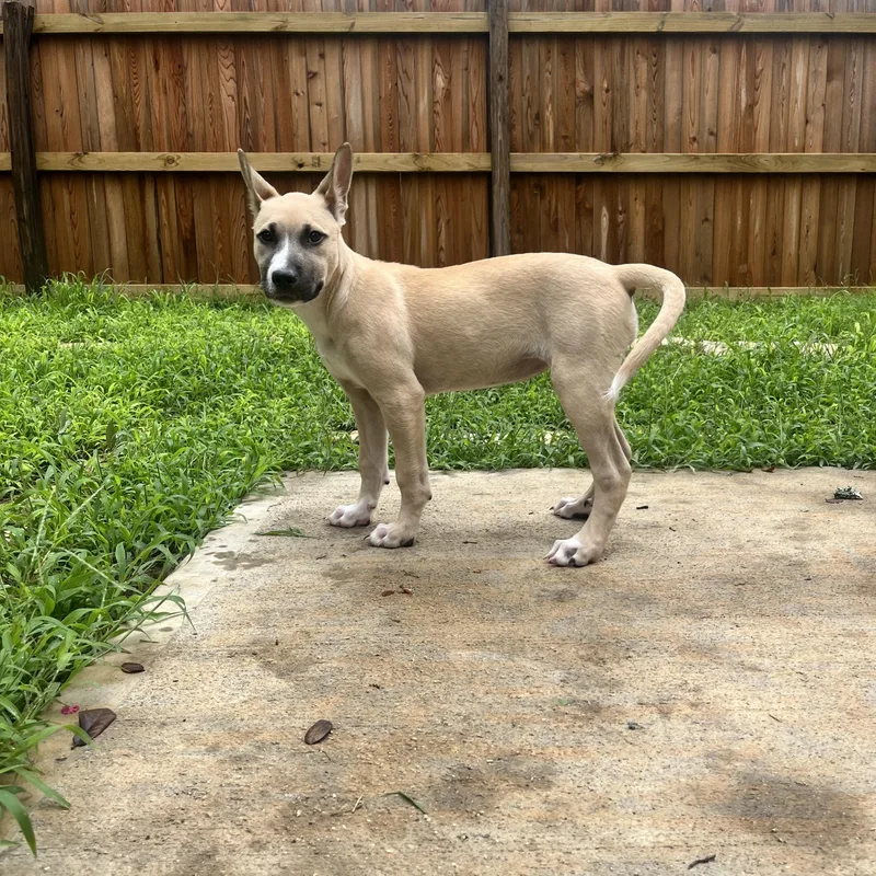 A baby medium-sized female Labrador Retriever dog named Audrey for adoption in San Antonio, TX