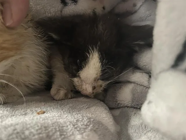A baby small-sized male Domestic Short Hair cat named Miner for adoption in Fairfield, CA