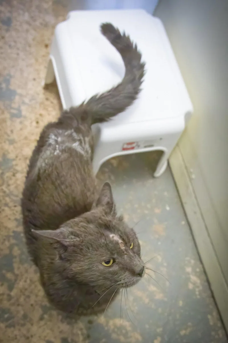 An adult medium-sized male Gray / Blue / Silver Domestic Short Hair cat named Farrier for adoption in Greenville, DE