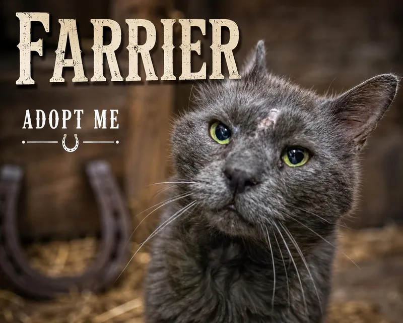 Farrier thumbnail 3