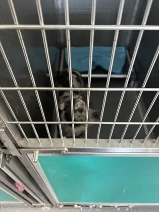 An adult large-sized male Mixed Breed dog named Marle for adoption in West Chester, PA