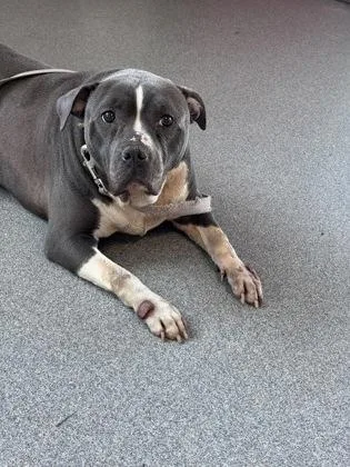 An adult medium-sized female Mixed Breed dog named Chunky Mamas for adoption in West Chester, PA