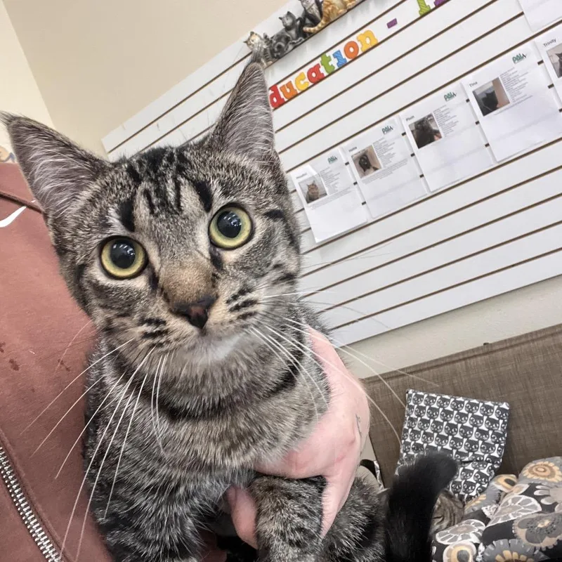 A young medium-sized female Brown / Chocolate Domestic Short Hair cat named Air for adoption in Las Vegas, NV