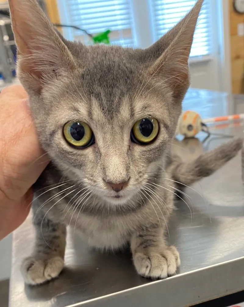 A baby medium-sized male Domestic Short Hair cat named Joker for adoption in Cumming, GA