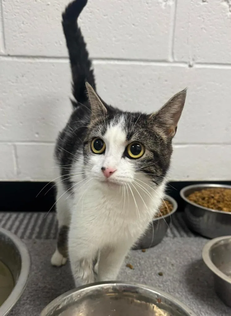 A young medium-sized female Domestic Short Hair cat named Smores for adoption in Marion, OH