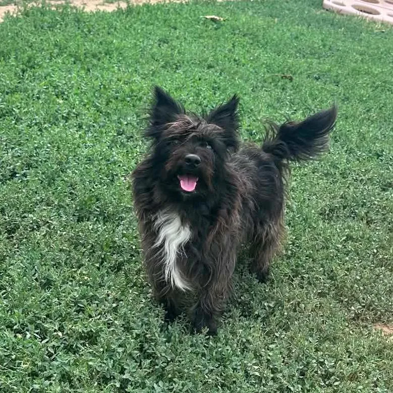 An adult small-sized male Black Terrier dog named Luca for adoption in Graham, TX