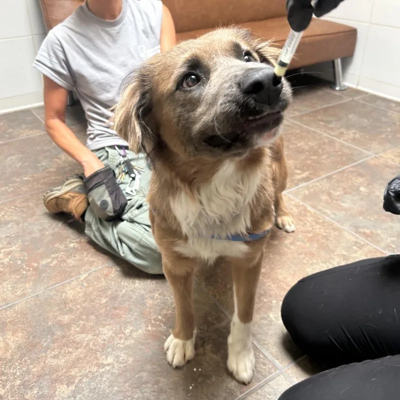 An adult medium-sized male Brown / Chocolate Retriever dog named Mothman for adoption in Ojai, CA
