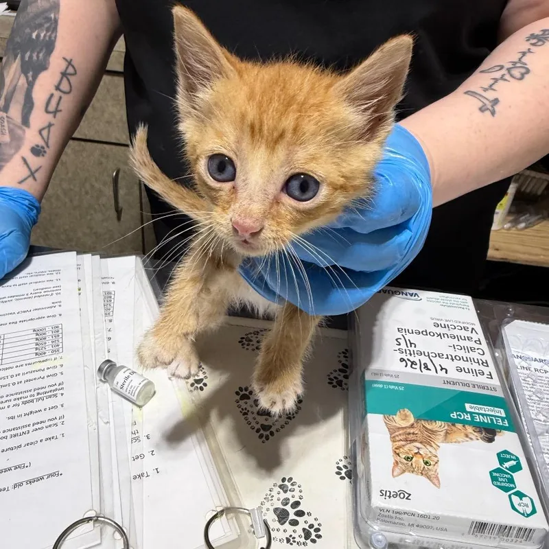 A baby small-sized male Orange / Red Domestic Short Hair cat named Puddle for adoption in Milton, FL
