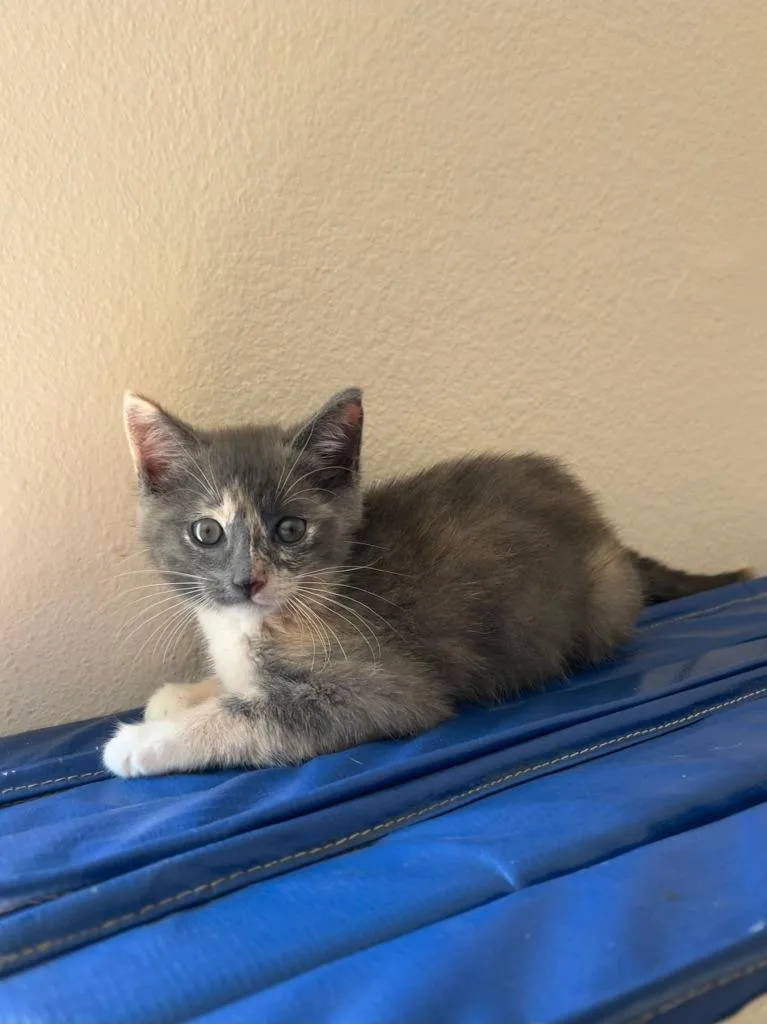 A baby small-sized female Domestic Short Hair cat named Gracie for adoption in San Pedro, CA