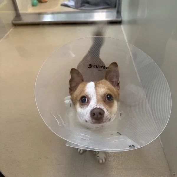 An adult small-sized male Chihuahua dog named Roomba for adoption in Walnut Creek, CA
