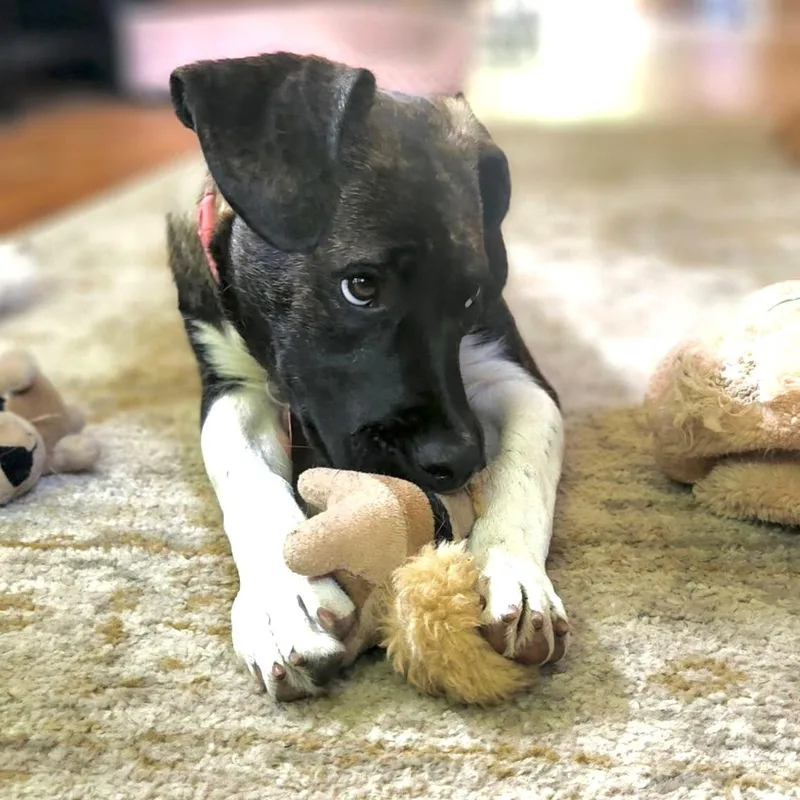 A baby medium-sized female Brindle Plott Hound dog named Gracie for adoption in Prior Lake, MN