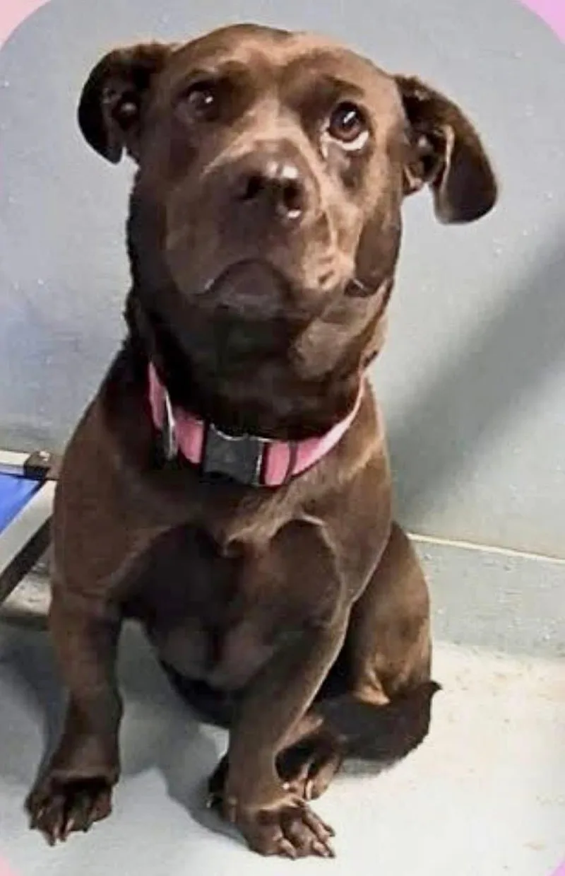A young medium-sized female Black Labrador Retriever dog named Nova for adoption in Hillsdale, NY