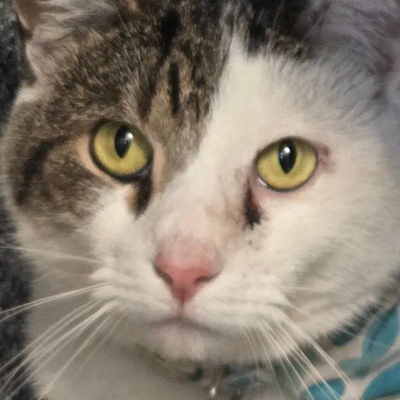 An adult large-sized male Black Domestic Short Hair cat named Louis for adoption in Birdsboro, PA