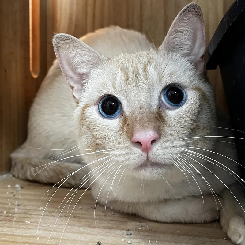 An adult medium-sized male Orange / Red Domestic Short Hair cat named Johnnie for adoption in Yucca Valley, CA