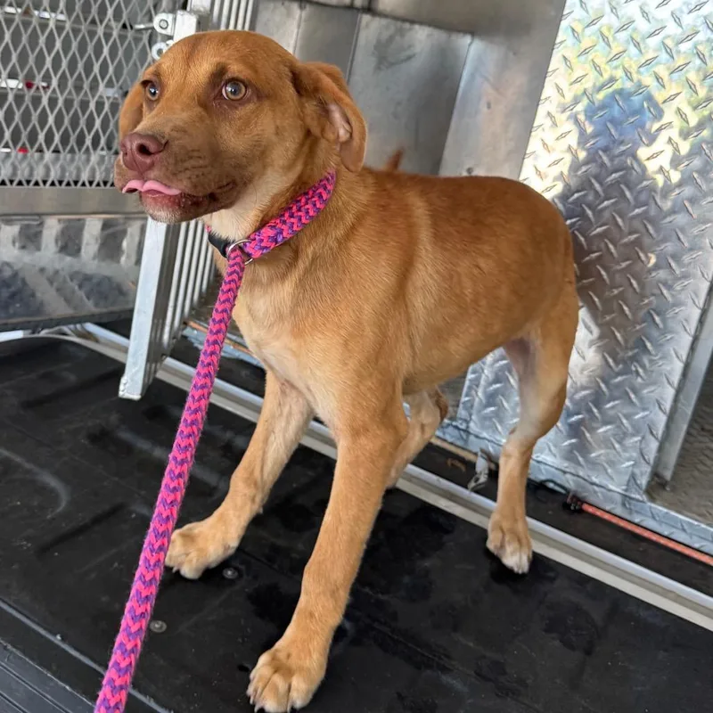 A young medium-sized male Yellow / Tan / Blond / Fawn Mixed Breed dog named Grits for adoption in Roxboro, NC