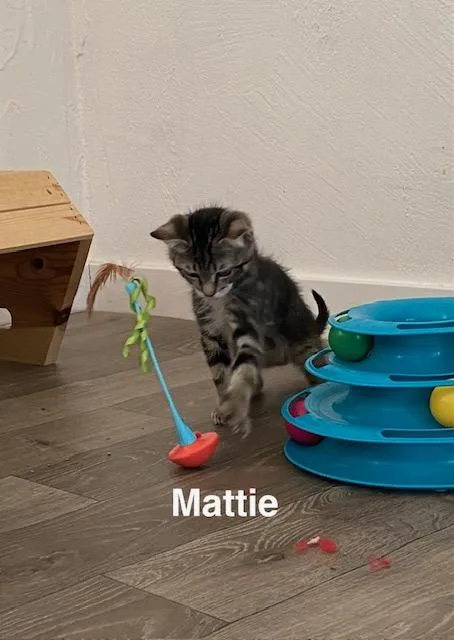 Mattie