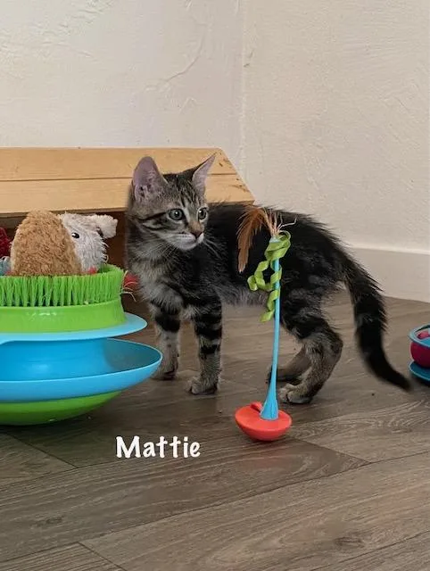 Mattie thumbnail 4