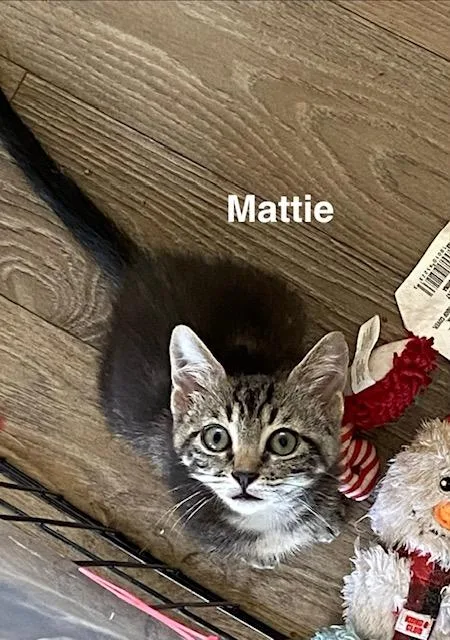 Mattie thumbnail 5