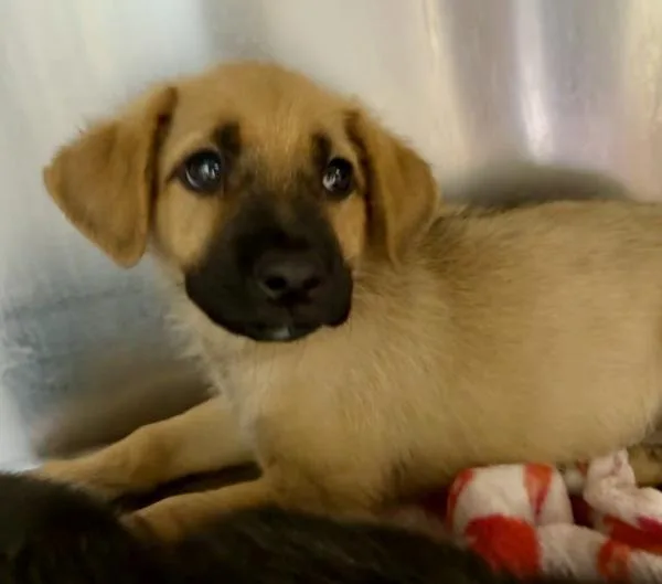 A baby small-sized male German Shepherd Dog dog named Blake for adoption in Mobile, AL