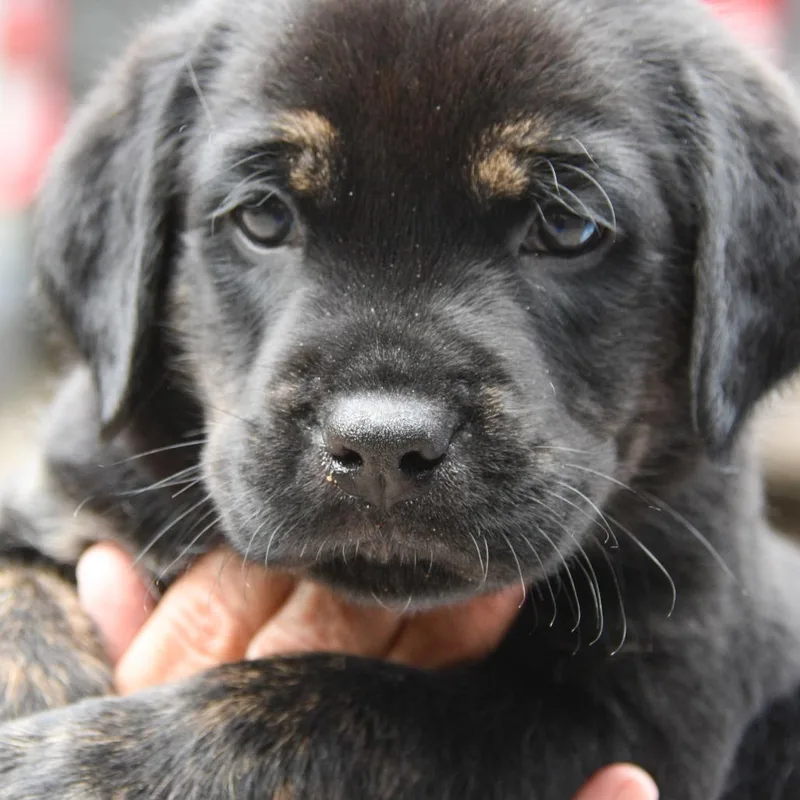 A baby medium-sized male Black Mixed Breed dog named Barkley for adoption in Columbus, NC