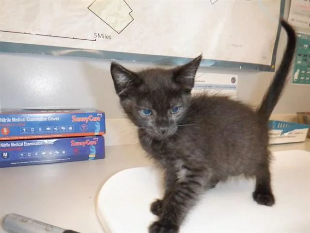 A baby small-sized female Domestic Short Hair cat named Lumpia for adoption in San Jose, CA