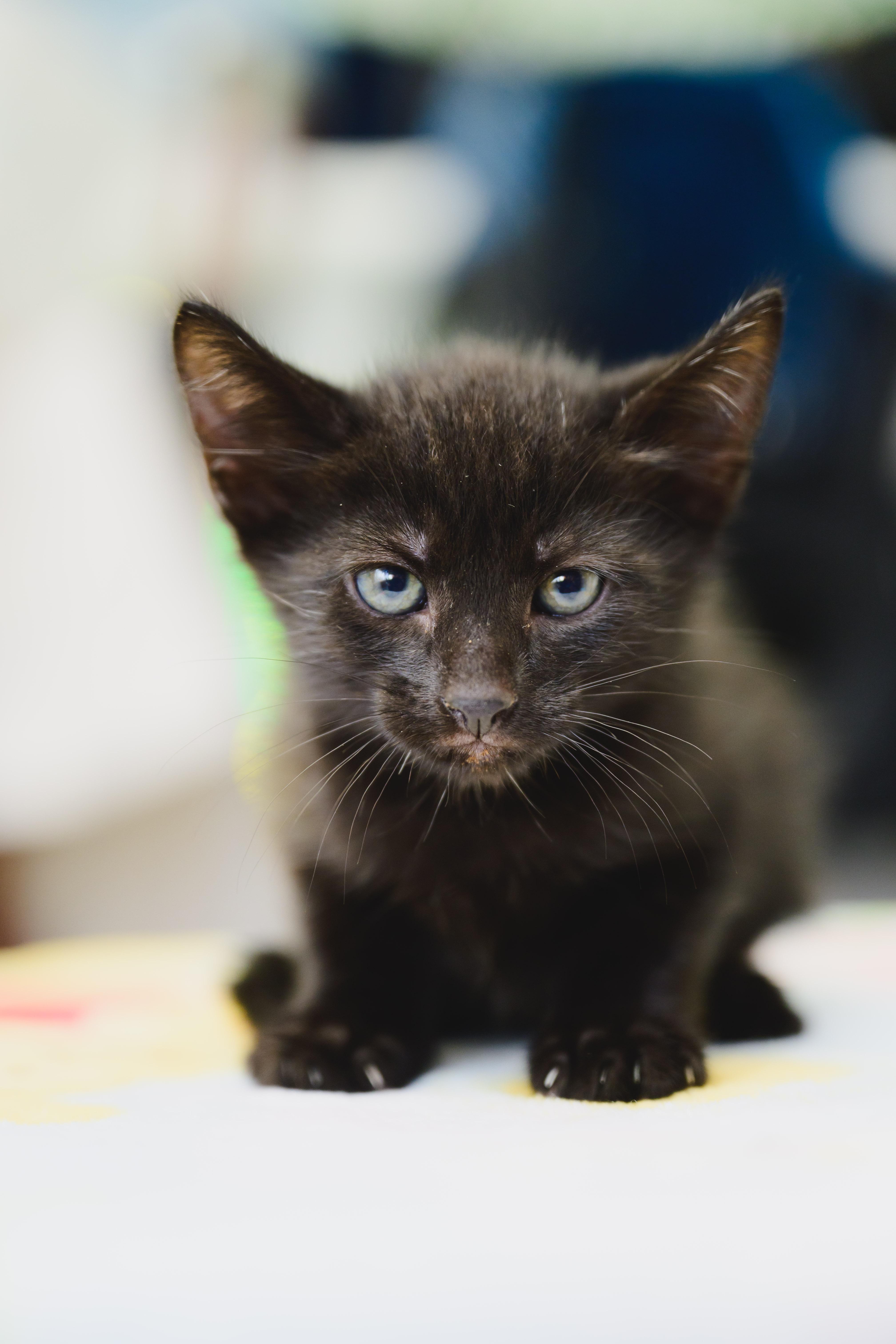 A baby small-sized male Domestic Short Hair cat named Cinder for adoption in Honolulu, HI