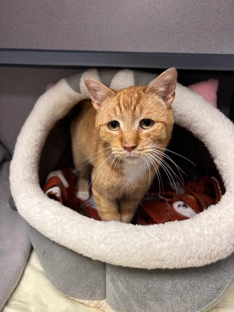 An adult medium-sized male Domestic Short Hair cat named Naruto for adoption in Liverpool, NY