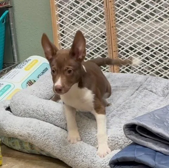 A baby small-sized male Tricolor (Brown, Black, & White) Mixed Breed dog named Maverick for adoption in Lockhart, TX