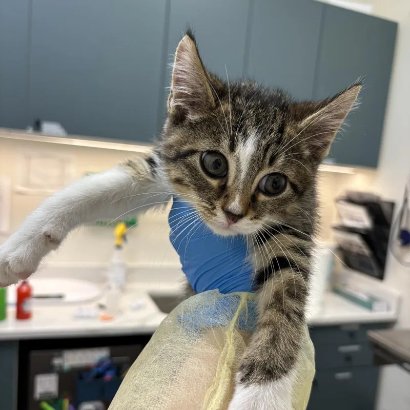 A baby small-sized male Brown / Chocolate Domestic Short Hair cat named Saki for adoption in Evanston, IL