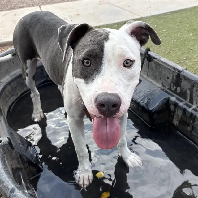A young large-sized male Pit Bull Terrier dog named Bandit for adoption in Phoenix, AZ