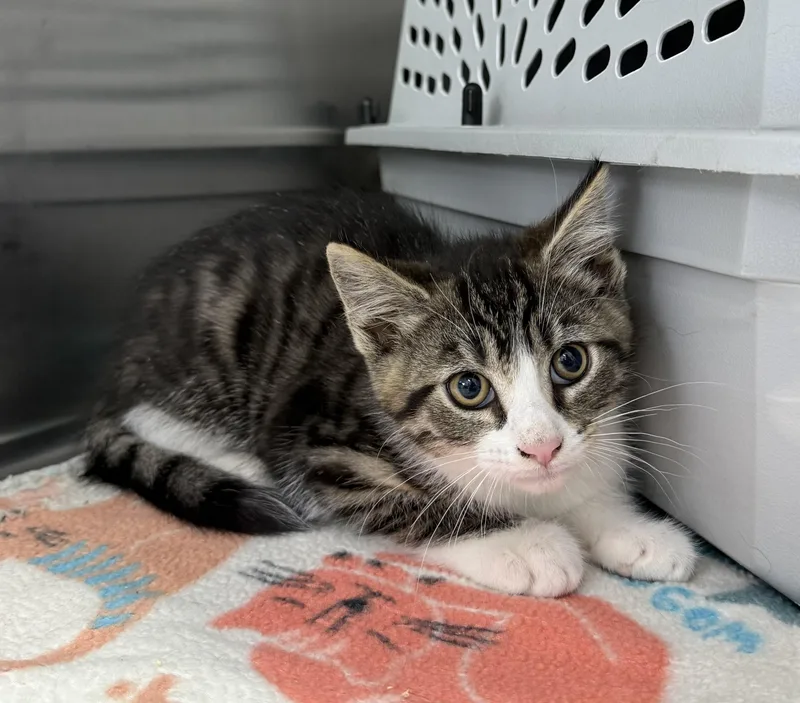A baby medium-sized male Tabby (Gray / Blue / Silver) Domestic Short Hair cat named Serrano for adoption in Mount Vernon, OH