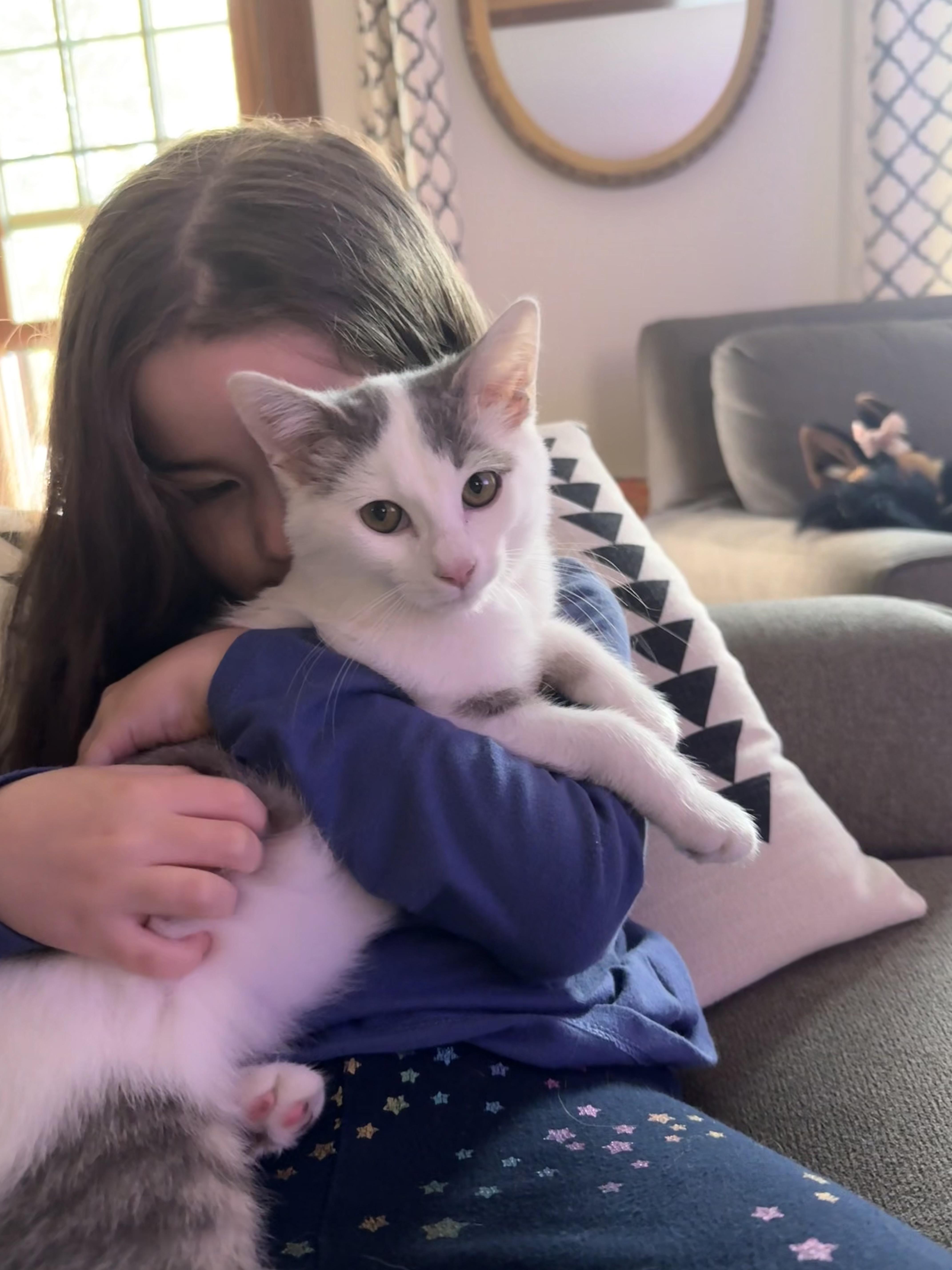 A baby small-sized male Domestic Short Hair cat named Ari for adoption in Lockport, IL