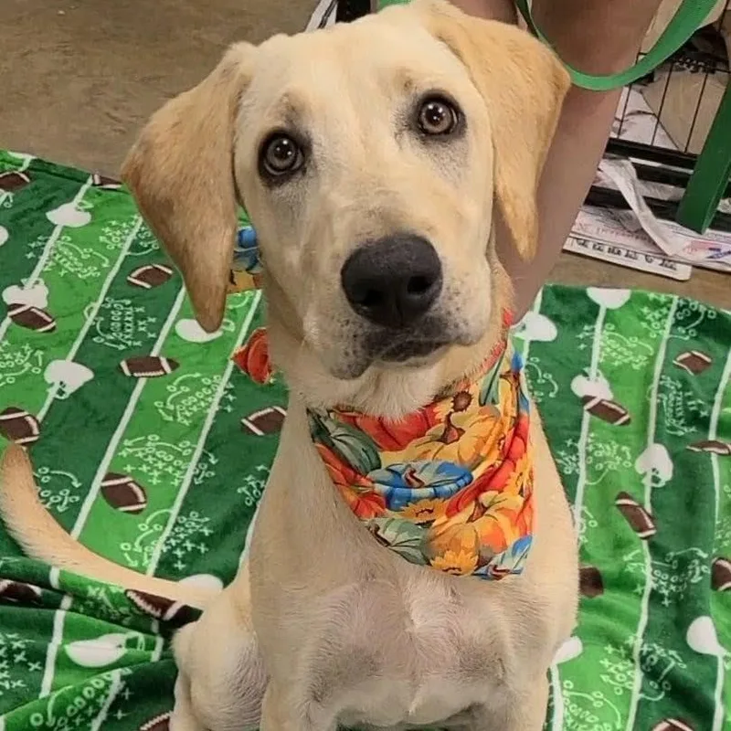 A young medium-sized female Labrador Retriever dog named Marly for adoption in Woolwich, ME